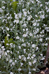 Shade: Omphalodes  linifolia