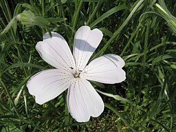 Shade: Agrostemma githago 'Ocean Pearl'