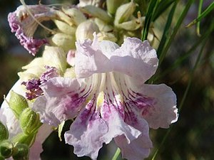 Rocks Crevices Troughs: Chilopsis linearis