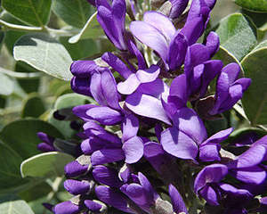 Rocks Crevices Troughs: Sophora secundiflora syn. Dermatophyllum secundiflorum