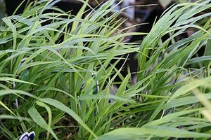 Drifts And Borders: Hakonechloa macra