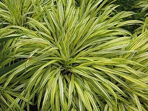 Drifts And Borders: Hakonechloa macra variegated