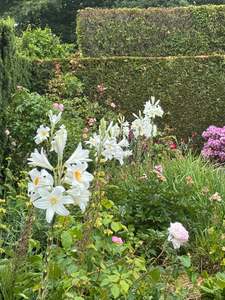 Shade: Lilium candidium