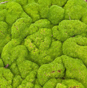 Scleranthus biflorus