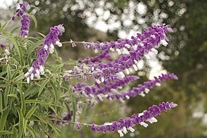 Small Plants: Salvia leucantha