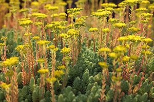 Sedum rupestre syn. Petrosedum rupestre