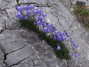 Campanula cochlearifolia 'Bavaria Blue'