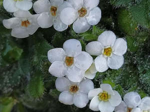 Myosotis retrorsa 'Jandals'