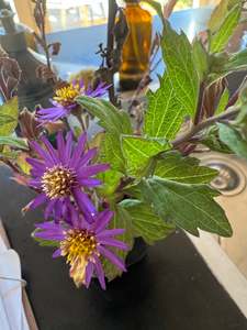 Aster ageratoides syn. Aster trinervus