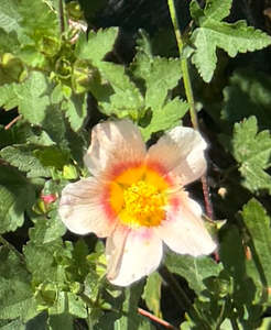 Modiolastrum lateritium syn. Malvastrum lateritium