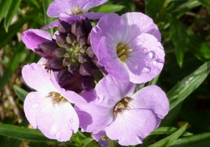 Erysimum linifolium 'Lilac Joy' LARGE