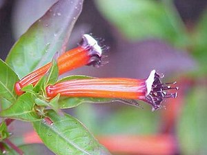 Cuphea ignea - scarlet