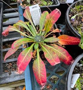 Androsace strigillosa