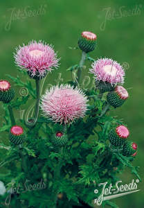 Cirsium japonicum 'Pink Beauty'