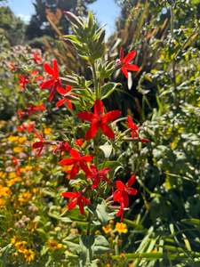 Silene regia