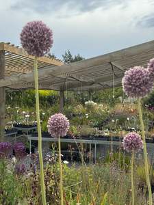 Rocks Crevices Troughs: Allium giganteum