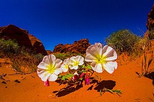 Drifts And Borders: Oenothera caespitosa