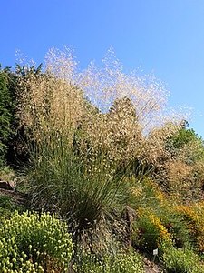 Drifts And Borders: Stipa gigantea syn. Celtica gigantea