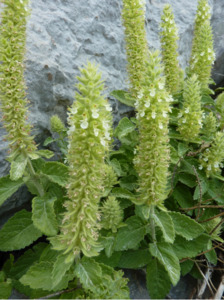 Teucrium arduini