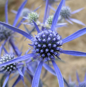 Eryngium amethystinum syn. Eryngium dilatatum seed