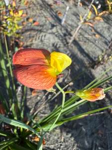 Shade: Lathyrus belinensis seed