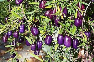 Billardiera longiflora