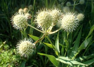 Eryngium  yuccifolium