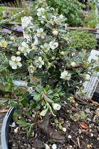 Cotoneaster microphyllus