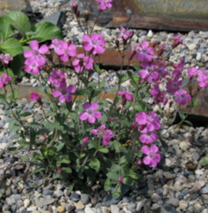 Small Plants: Petrocoptis pyrenaica seed