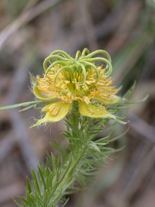 Small Plants: Nigella ciliaris seed