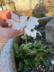 Small Plants: Phlox divaricata white with a golden eye