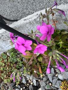 Phlox amoena or potentially P. stoloniofera or a hybrid