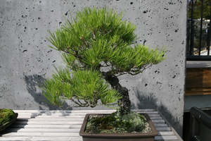 Rocks Crevices Troughs: Pinus thunbergii