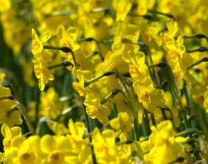 Small Plants: Narcissus jonquilla 'Kokopelli'