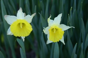 Small Plants: Narcissus 'Bambi'