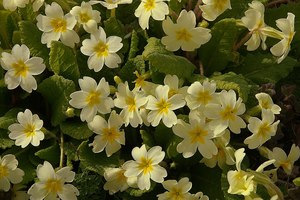 Small Plants: Primula vulgaris - wild type