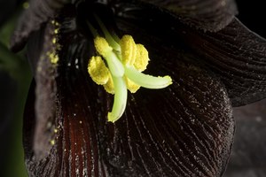 Small Plants: Fritillaria camschatcensis