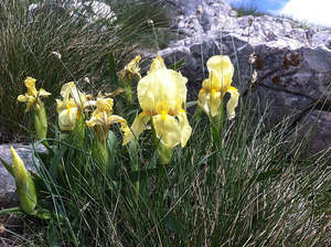 Rocks Crevices Troughs: Iris reichenbachii