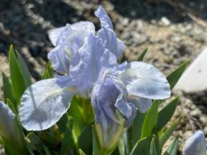 Drifts And Borders: Iris 'Blue Frost'