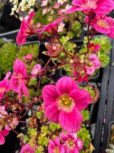 Saxifraga larger leaved mossy red/pink