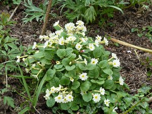 Primula  ‘Lady Greer’