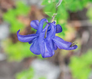 Aquilegia pyrenaica