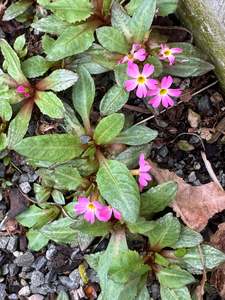 Primula warshenewskyana