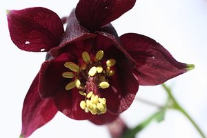 Small Plants: Aquilegia atrata my own attribution