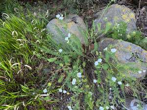 Small Plants: Linum monogynum  var. chathamicum