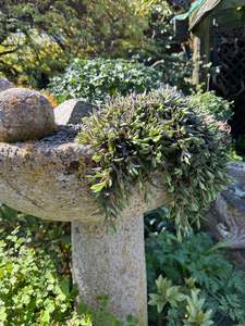 Small Plants: Delosperma cooperi-like but small!