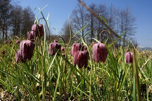Fritillaria meleagris