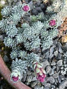 Saxifraga frederici-augustii hybrid
