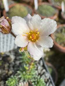Small Plants: Saxifraga scardica