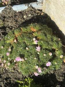 Armeria juniperifolia pale pink/compact